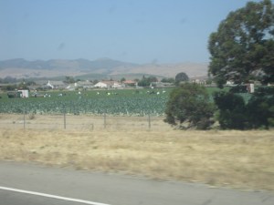 Don't support immigration?  Then go pick your own goddamn lettuce.